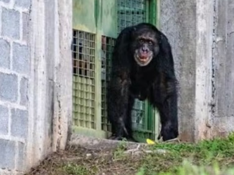 yoko inicia nueva vida en santuario de brasil tras anos de cautiverio web 2025 03 25t095701.813