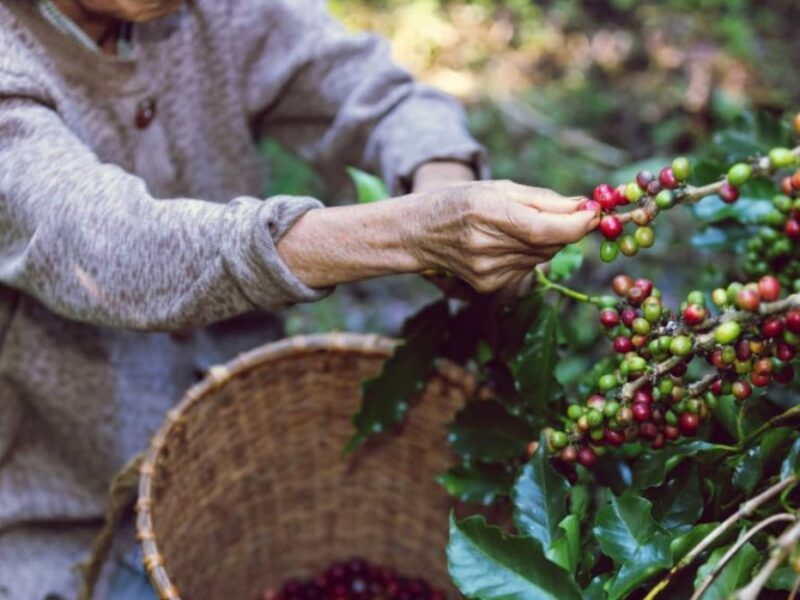 borrador automatico copia de web 2025 04 07t172520.866