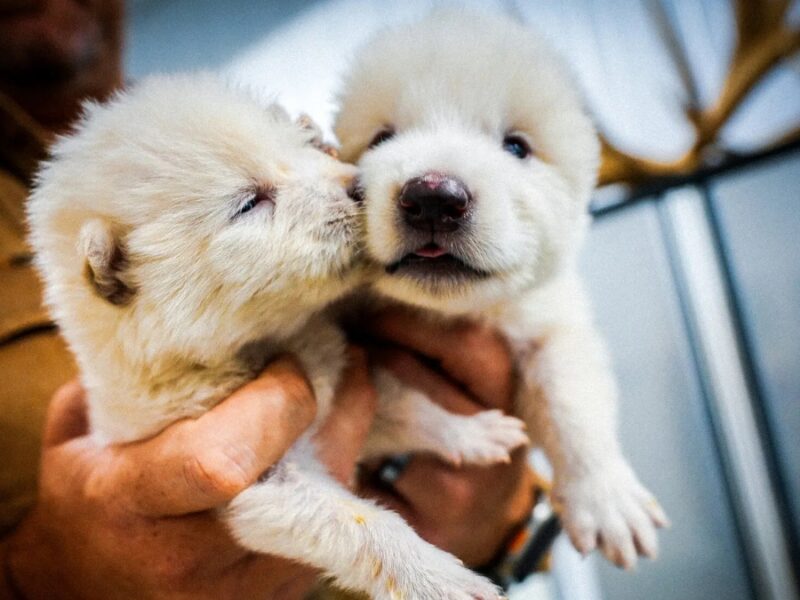 borrador automatico copia de web 2025 04 08t133015.180