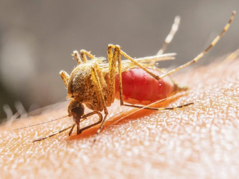 borrador automatico web 2025 04 14t105723.021