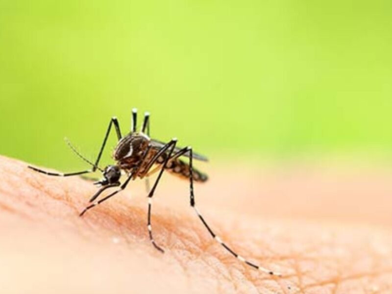 gobierno declara emergencia ante brotes de fiebre amarilla en el pais copia de web 2025 04 11t103920.925