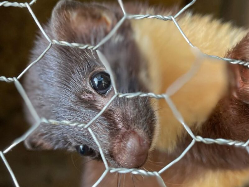 la carder libera especimenes de mustela en su habitat natural para preservar su existencia copia de web 2025 04 01t183114.176