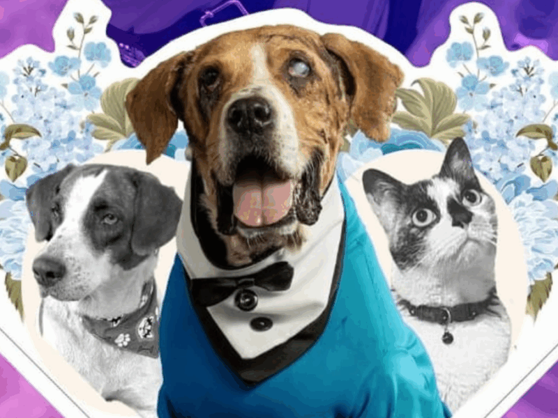 la ley angel y la ley lorenzo fueron sancionadas por el presidente web 2025 04 23t162532.442