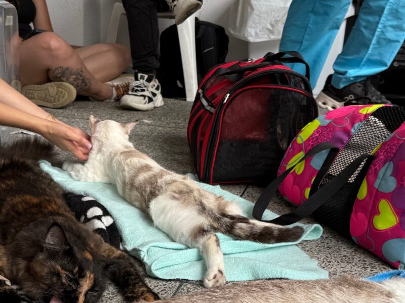 borrador automatico copia de web 2025 05 26t202849.604