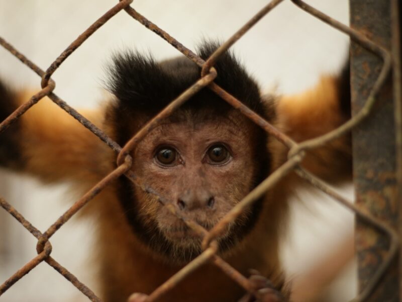 la fauna silvestre debe permanecer en los ecosistemas copia de web 2025 05 08t110117.715
