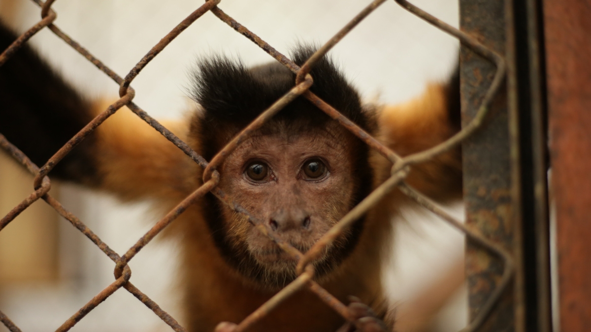 la fauna silvestre debe permanecer en los ecosistemas copia de web 2025 05 08t110117.715
