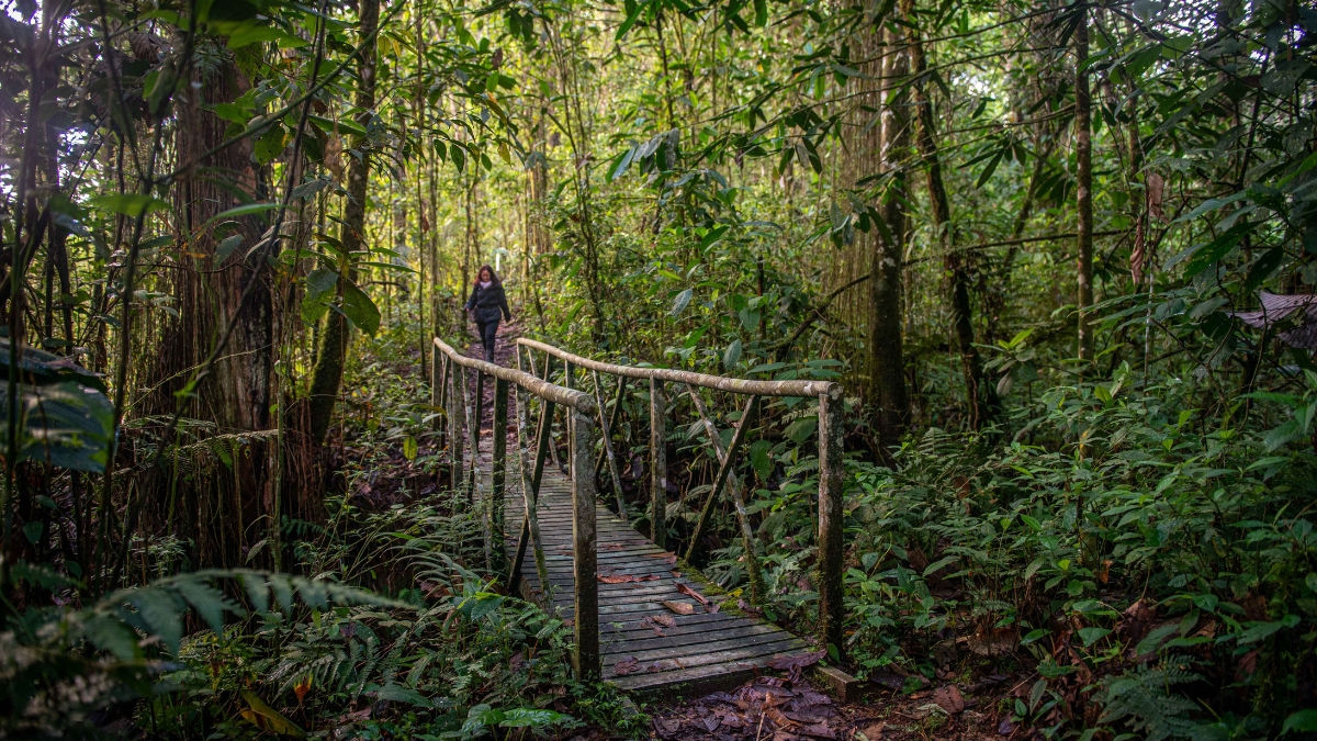 carder conmemora el dia internacional de los bosques tropicales reafirmando su compromiso con la proteccion de los ecosistemas en risaralda copia de web 2025 06 26t170001.036