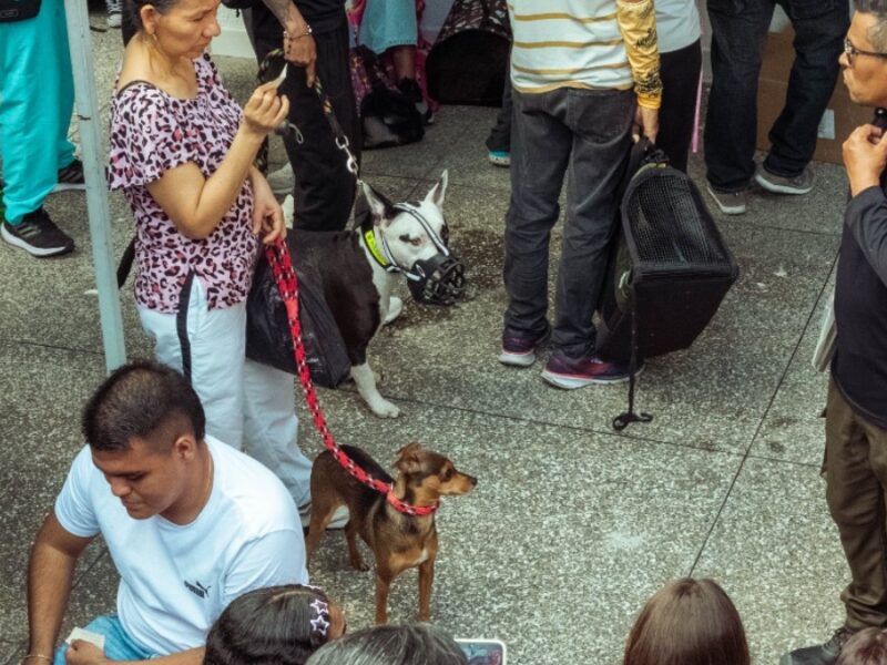 el hospital publico veterinario supera las 3 300 esterilizaciones en 2025 copia de web 2025 06 16t141717.662