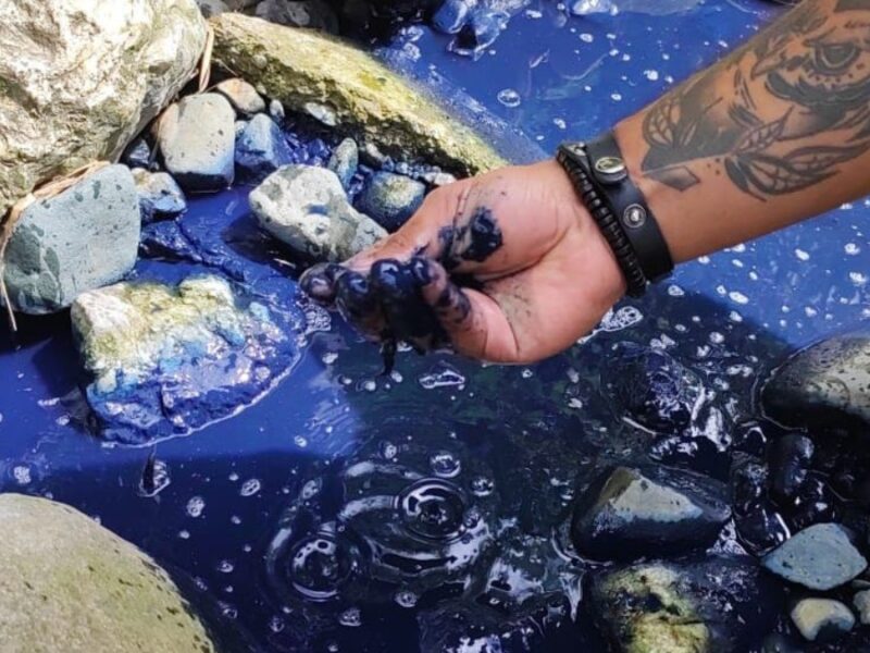 la carder atendio denuncias ambientales en dosquebradas y cerritos durante el fin de semana copia de web 2025 06 25t163550.829