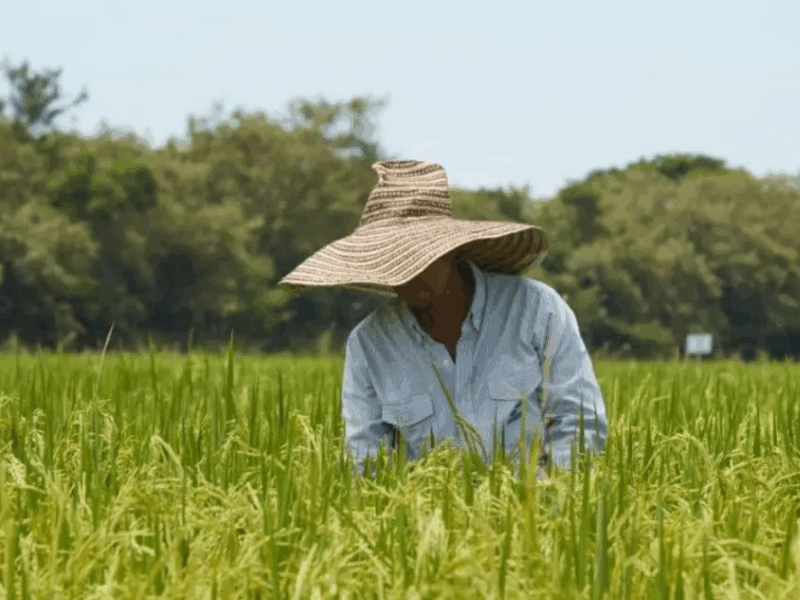 arroceros anuncian paro nacional desde el 14 de julio por incumplimientos del gobierno web 7