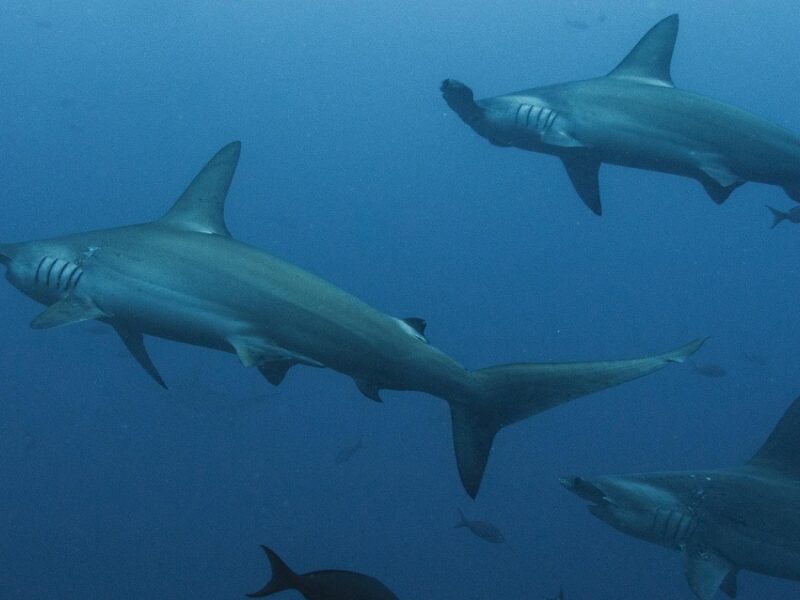 carder se une a la conmemoracion del dia internacional de la conciencia sobre los tiburones copia de web 2025 07 17t150117.646