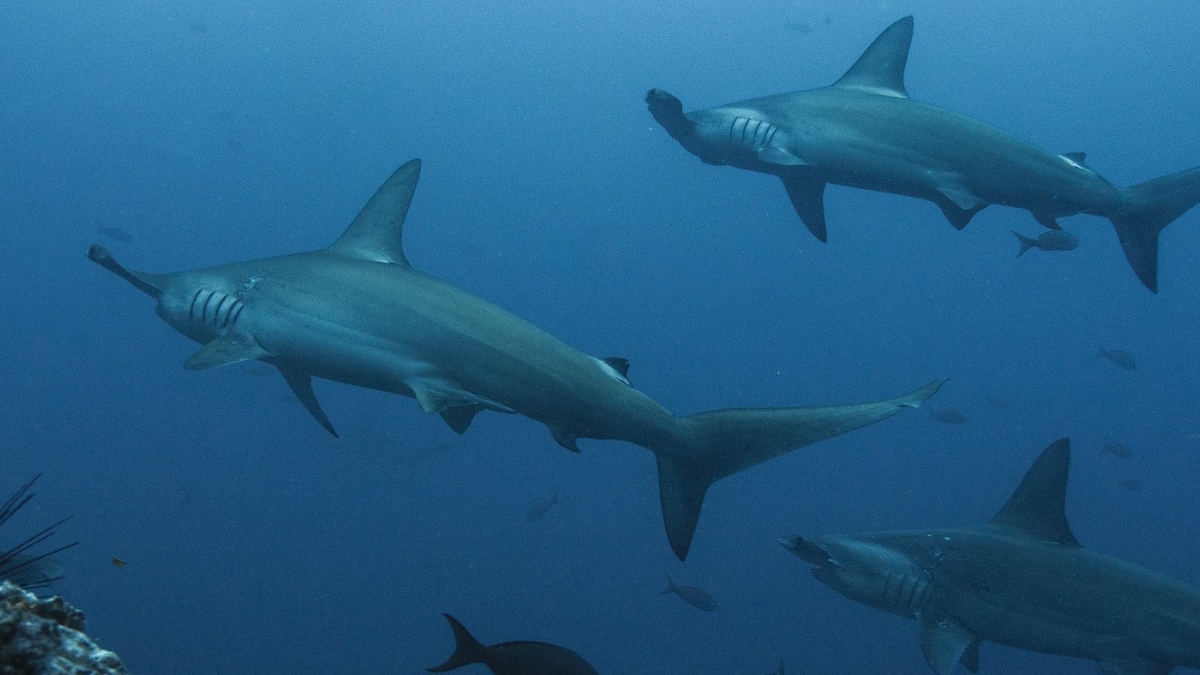 carder se une a la conmemoracion del dia internacional de la conciencia sobre los tiburones copia de web 2025 07 17t150117.646