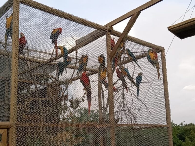 la carder continua comprometida con la liberacion de la fauna silvestre rehabilitada copia de web 2025 07 09t183334.471