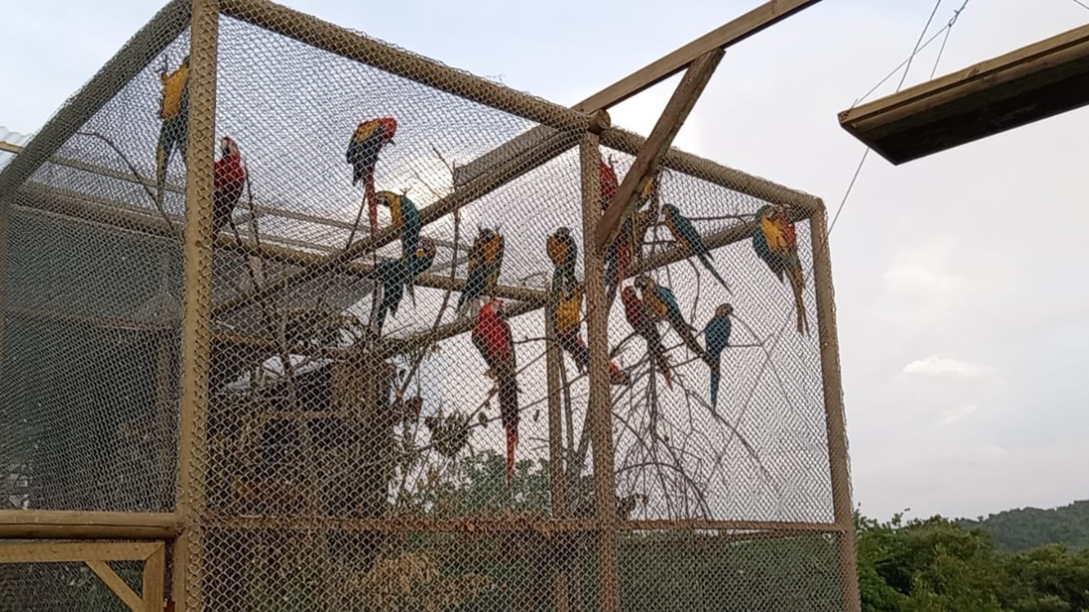 la carder continua comprometida con la liberacion de la fauna silvestre rehabilitada copia de web 2025 07 09t183334.471