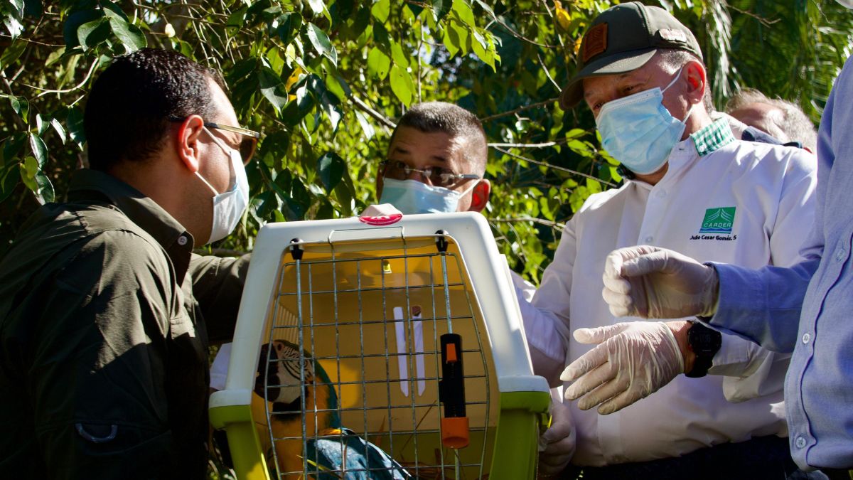 la carder junto a las corporaciones del eje cafetero corpocaldas y crq liberaron 114 individuos de fauna silvestre en caldas copia de web 2025 07 27t220959.501