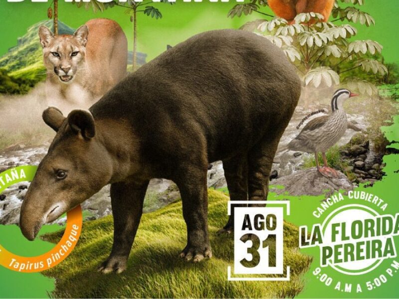 CARDER: ¡ANÍMATE Y PARTICIPA EN EL II FESTIVAL DE LA DANTA DE MONTAÑA!