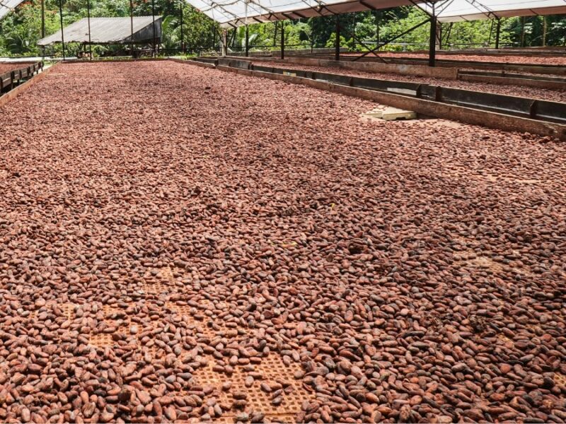 Brisas del Cauca: una experiencia ancestral del cacao en Marsella, Risaralda 4 copia de web 2025 08 06t212409.892 copia de web 2025 08 06t212409.892