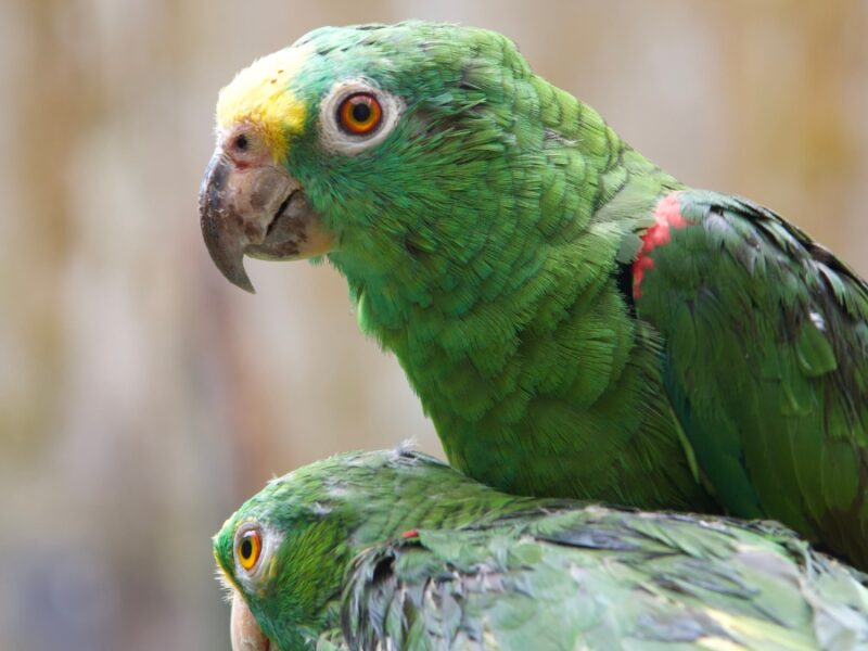 la carder lidera estudio genetico de loras frente amarillas que se encuentran en el hogar de paso para identificar subespecies y determinar su procedencia geografica copia de web 2025 08 28t212015.597