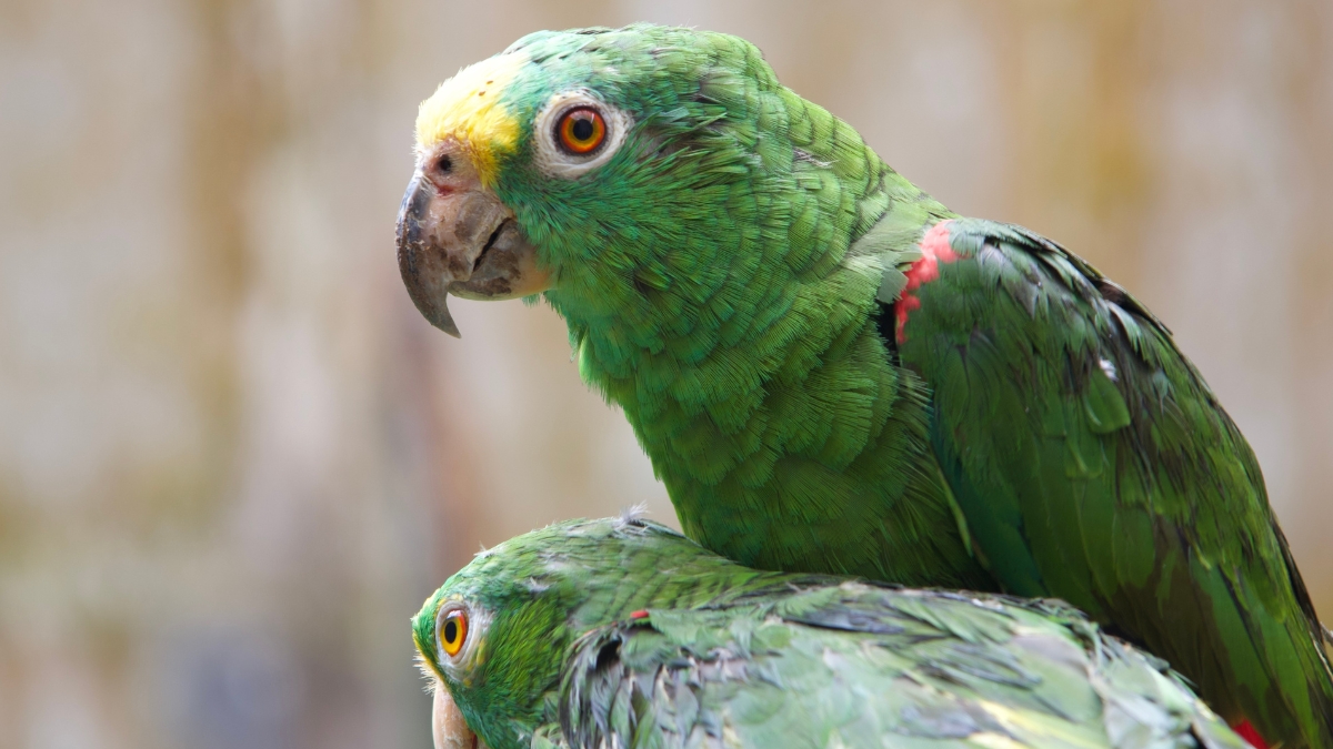 la carder lidera estudio genetico de loras frente amarillas que se encuentran en el hogar de paso para identificar subespecies y determinar su procedencia geografica copia de web 2025 08 28t212015.597