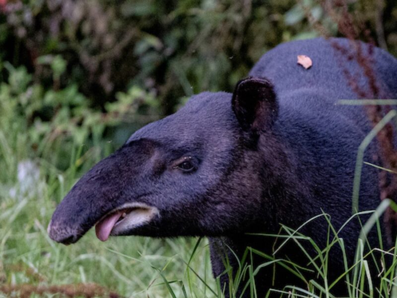 la danta de montana nuestra gran arquitecta de los bosques continua siendo estudiada por la autoridad ambiental de risaralda copia de web 2025 08 28t224216.706
