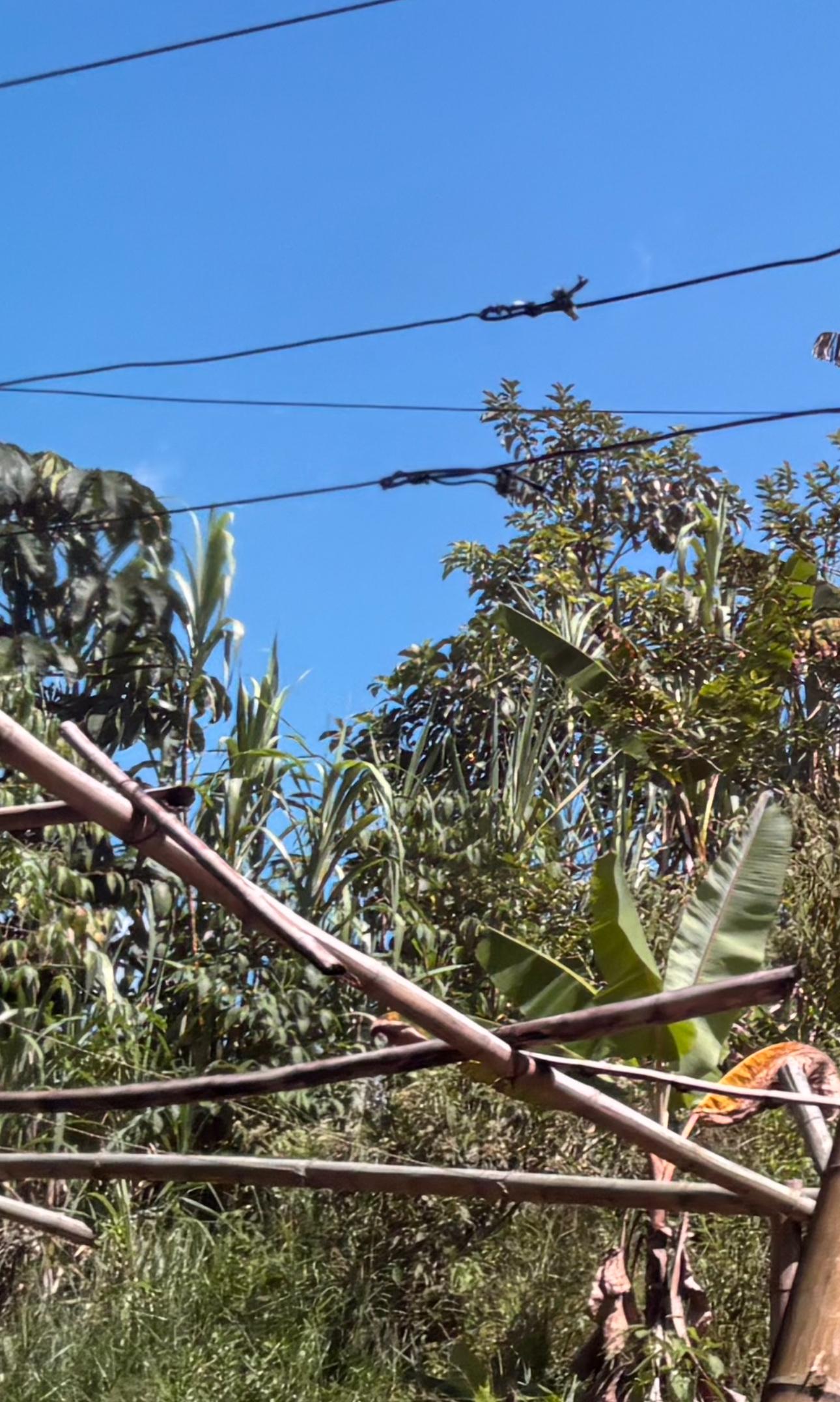 ¿Sin vivienda? Aproveche esta oportunidad de tener casa propia y gratis en Bajos de Bosques de Cuba 11 sin viviendaaproveche esta oportunidad de tener casa propia y gratis en bajos de bosques de cuba whatsapp image 2025 08 01 at 9.19.09 am