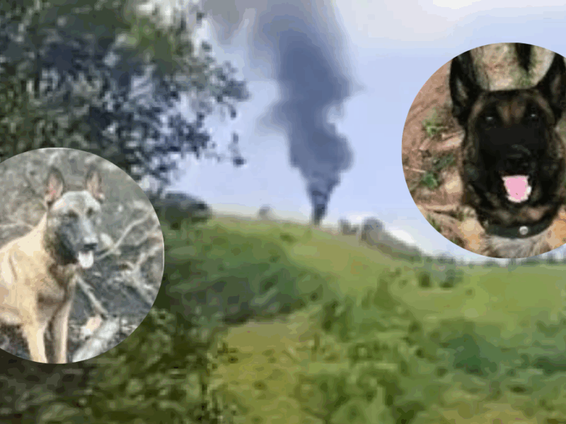 telmo y lester los perros heroes del ejercito que murieron en emboscada en amalfi web 32