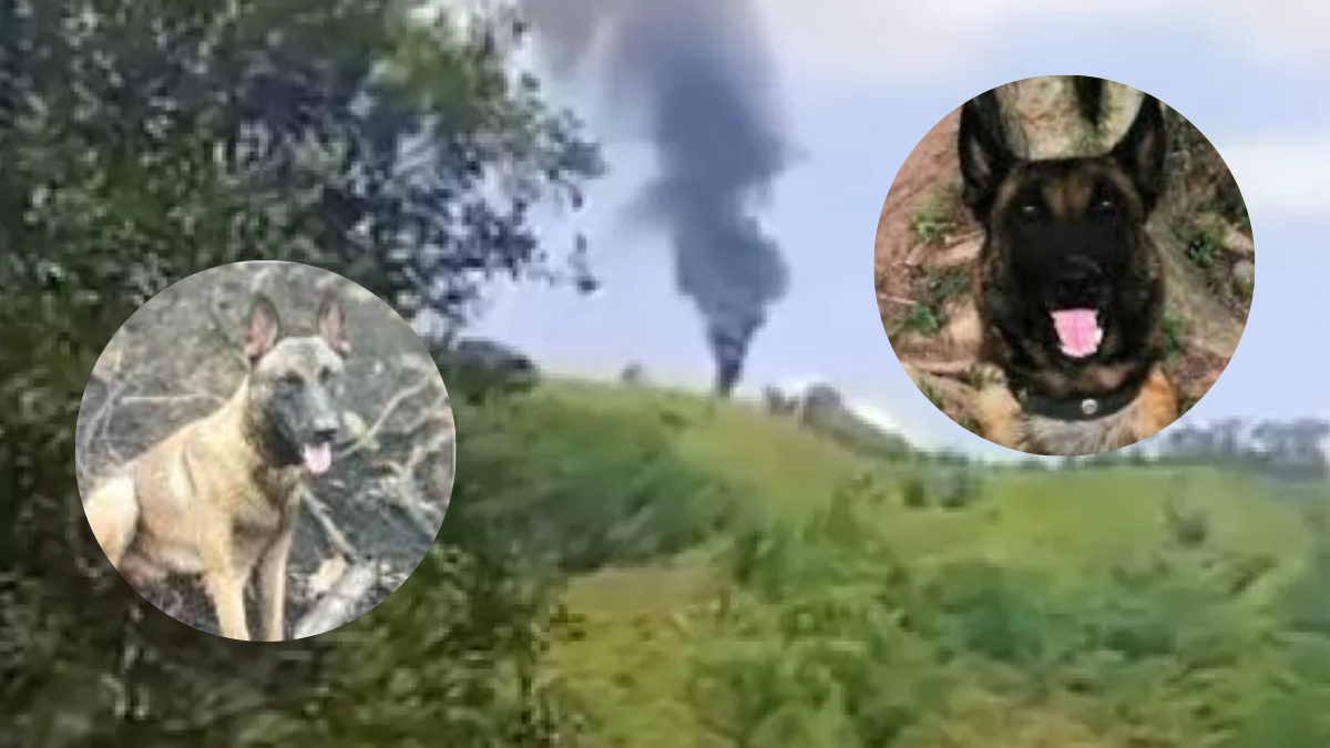 telmo y lester los perros heroes del ejercito que murieron en emboscada en amalfi web 32