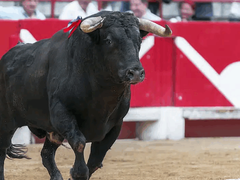 corte constitucional ratifica prohibicion de corridas de toros y practicas violentas con animales web 65