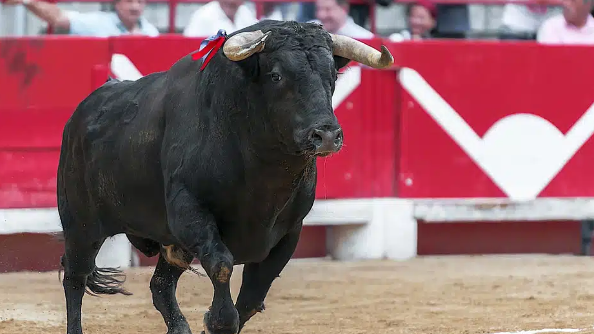 corte constitucional ratifica prohibicion de corridas de toros y practicas violentas con animales web 65