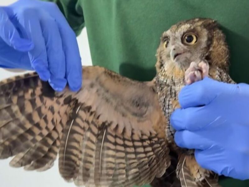 sabe usted como se rehabilitan las aves rapaces conozca aqui el proceso copia de web 2025 09 23t133857.131