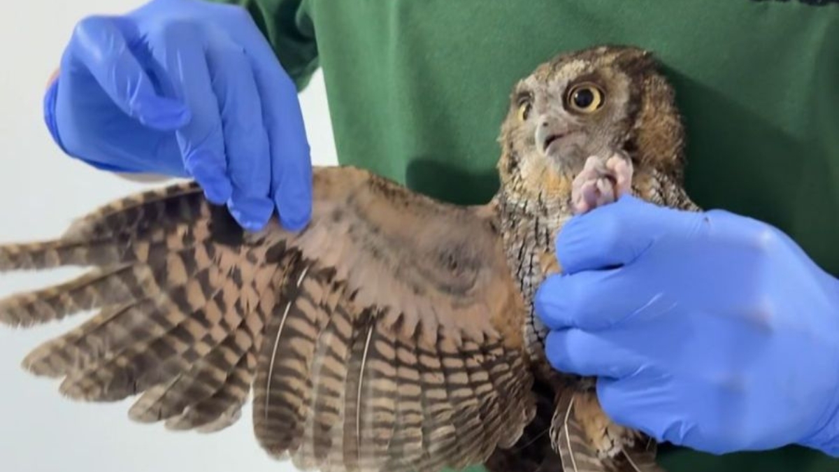 sabe usted como se rehabilitan las aves rapaces conozca aqui el proceso copia de web 2025 09 23t133857.131
