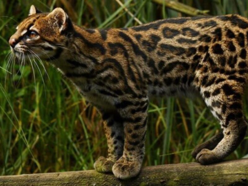 sabias que el tigrillo andino presente en risaralda esta en peligro de extincion copia de web 2025 09 03t192554.634