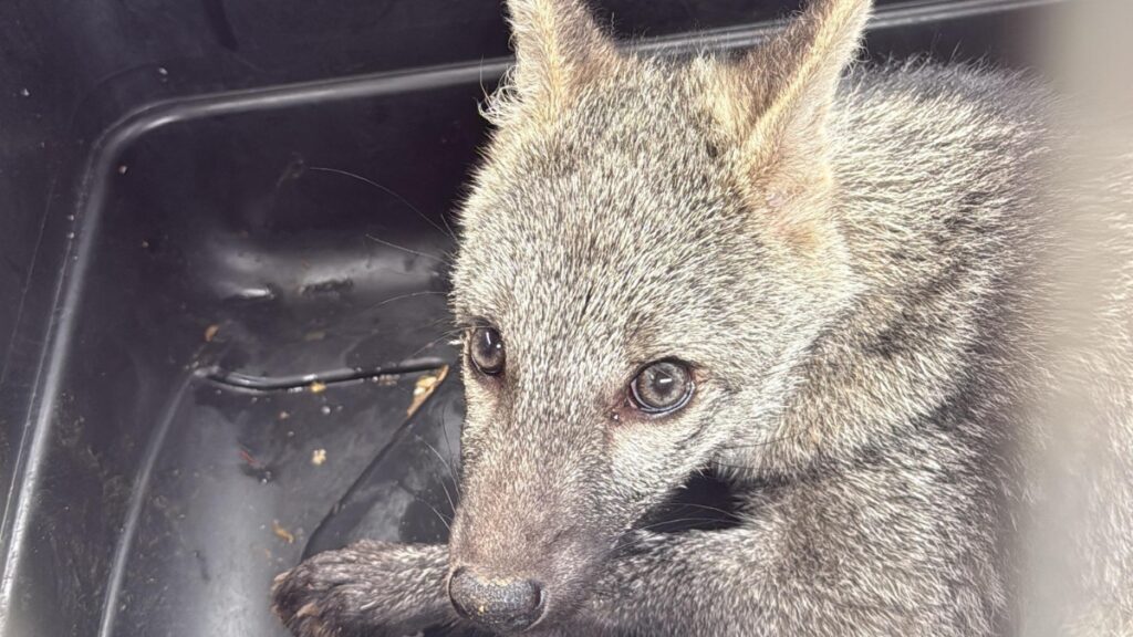 un zorro cangrejero es el nuevo integrante reincorporado a nuestros ecosistemas copia de web 2025 09 26t122714.331