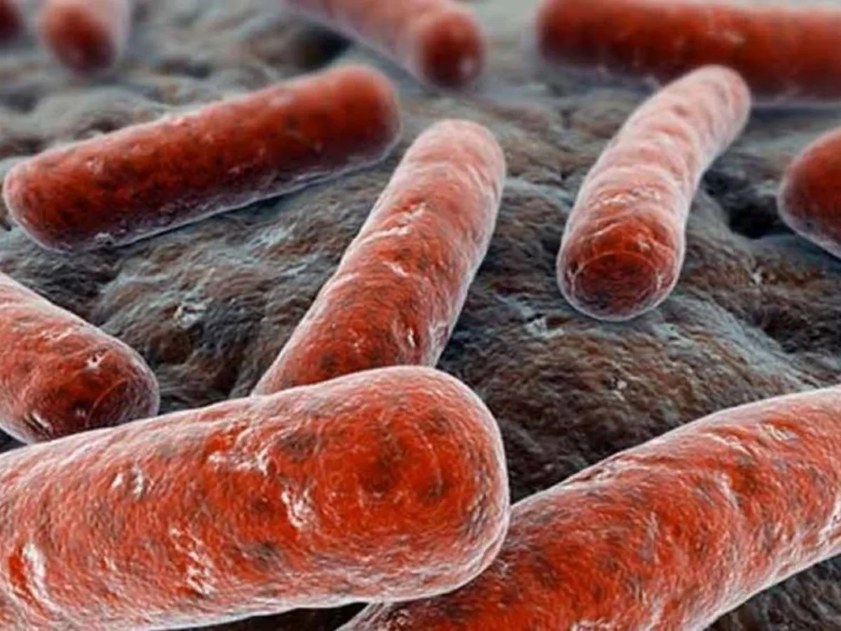 Brotes, capturas y una prófuga: el caso de la micobacteria que conmocionó a Medellín 2 Brotes, capturas y una prófuga: el caso de la micobacteria que conmocionó a Medellín