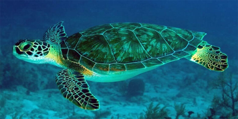cambio climatico y deforestacion amenazan a focas y aves pero las tortugas verdes muestran una recuperacion historica pacific green sea turtle