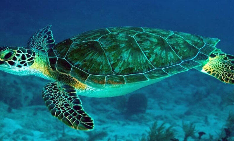 cambio climatico y deforestacion amenazan a focas y aves pero las tortugas verdes muestran una recuperacion historica pacific green sea turtle