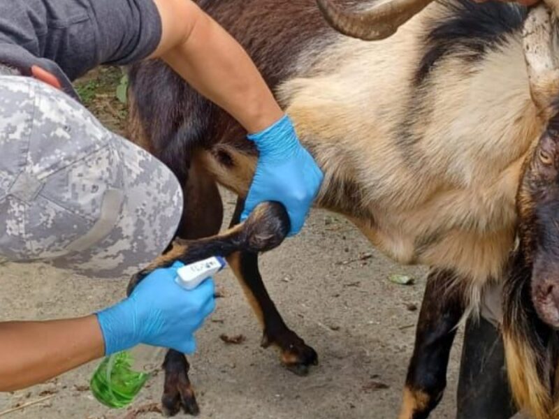 El bienestar animal y las buenas prácticas pecuarias siguen siendo un compromiso de la Alcaldía de Pereira