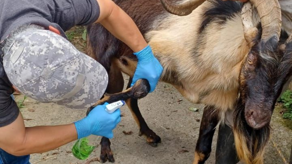el bienestar animal y las buenas practicas pecuarias siguen siendo un compromiso de la alcaldia de pereira copia de web 2025 10 09t134848.403