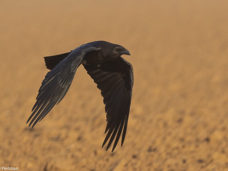 el debate por los cuervos en libia 1200 1