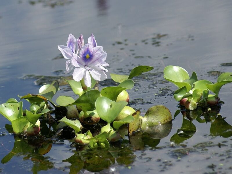 en cundinamarca una planta invasora se transforma en abono organico para recuperar los ecosistemas jacinto