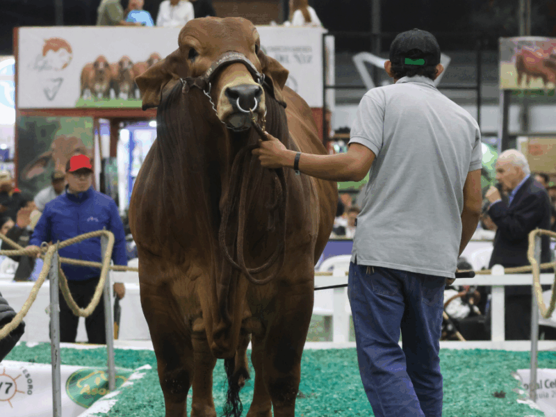 Pereira será la sede de la 78ª Feria Nacional Cebú: el evento ganadero más importante de Colombia regresa a Risaralda 34 Pereira será la sede de la 78ª Feria Nacional Cebú: el evento ganadero más importante de Colombia regresa a Risaralda