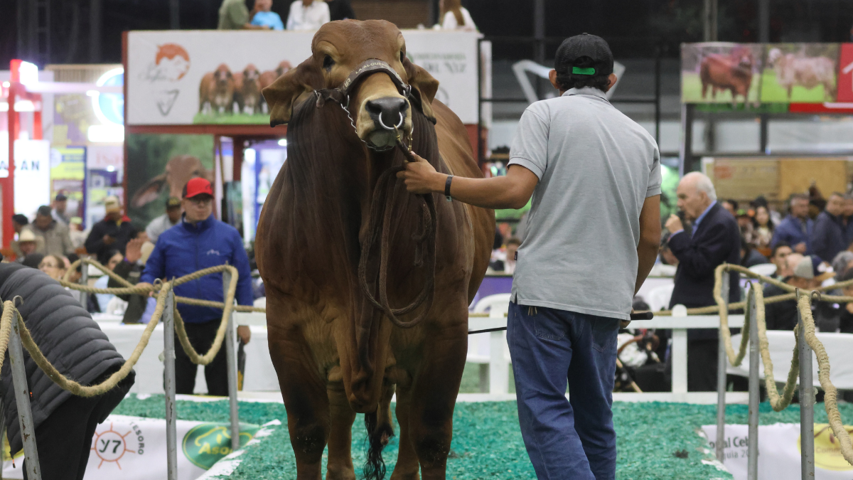 pereira sera la sede de la 78a feria nacional cebu el evento ganadero mas importante de colombia regresa a risaralda web 47