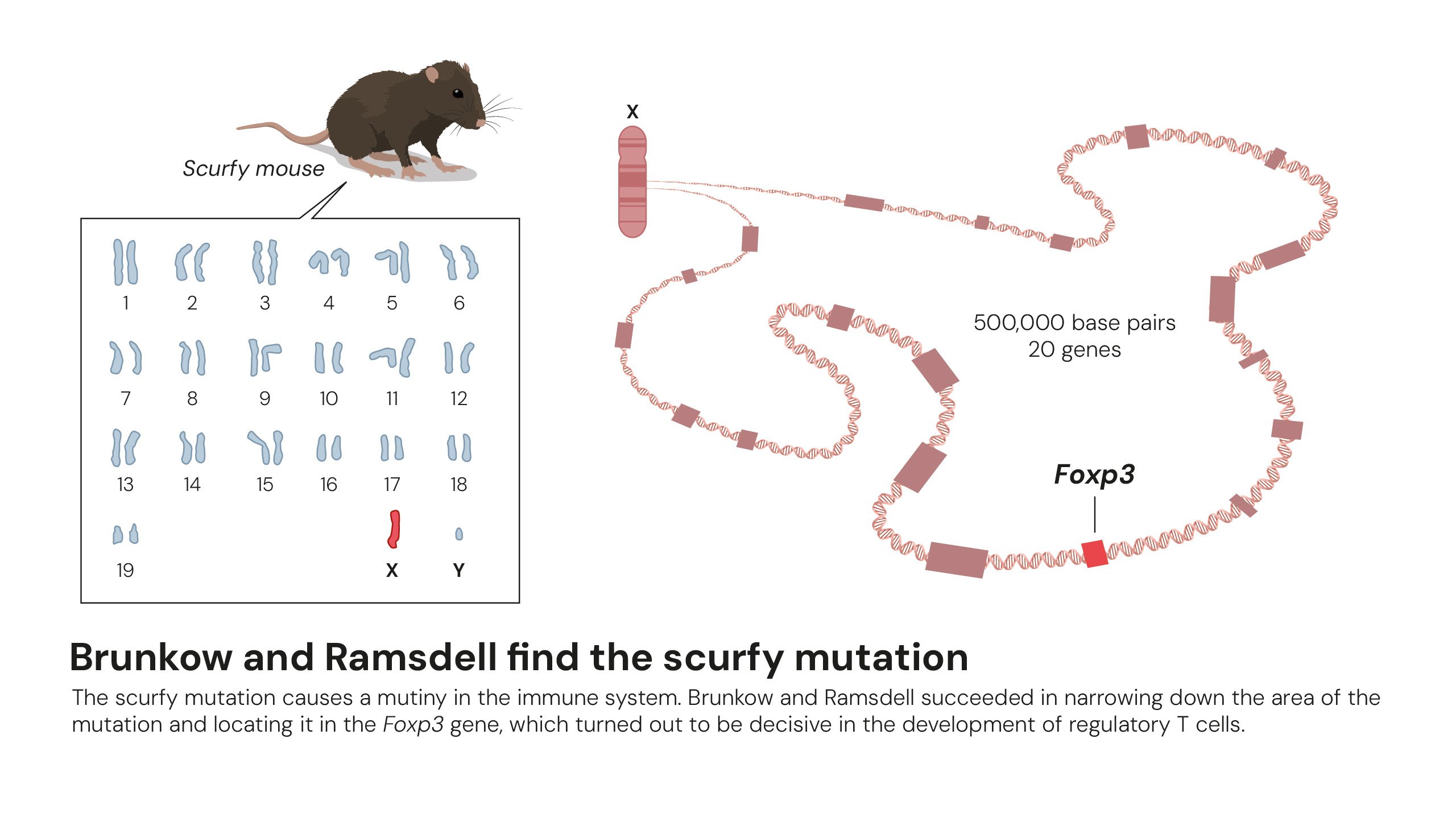 popular-medicineprize2025-figure6 shimon sakaguchi mary brunkow y fred ramsdell el nobel que redibuja la inmunologia moderna popular medicineprize2025 figure6