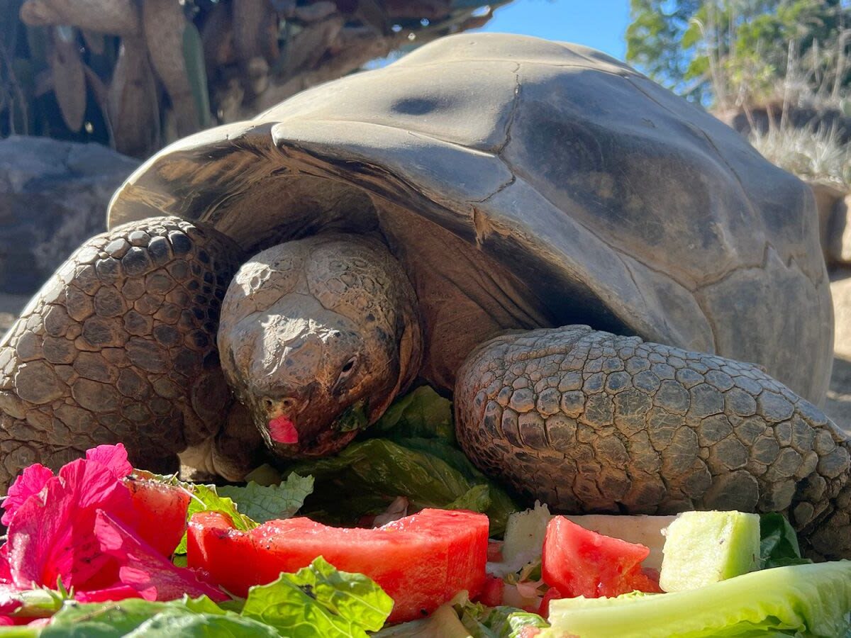 Adiós a Granma: fallece la legendaria tortuga de Galápagos que vivió más de un siglo