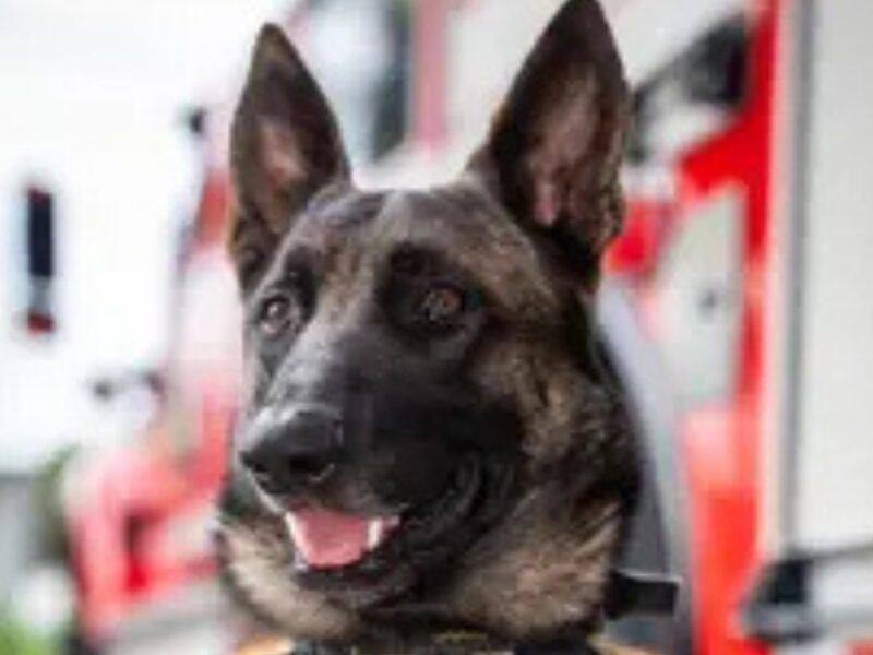 El Cuerpo Oficial de Bomberos Pereira, conmemoró el Día Nacional del Bombero