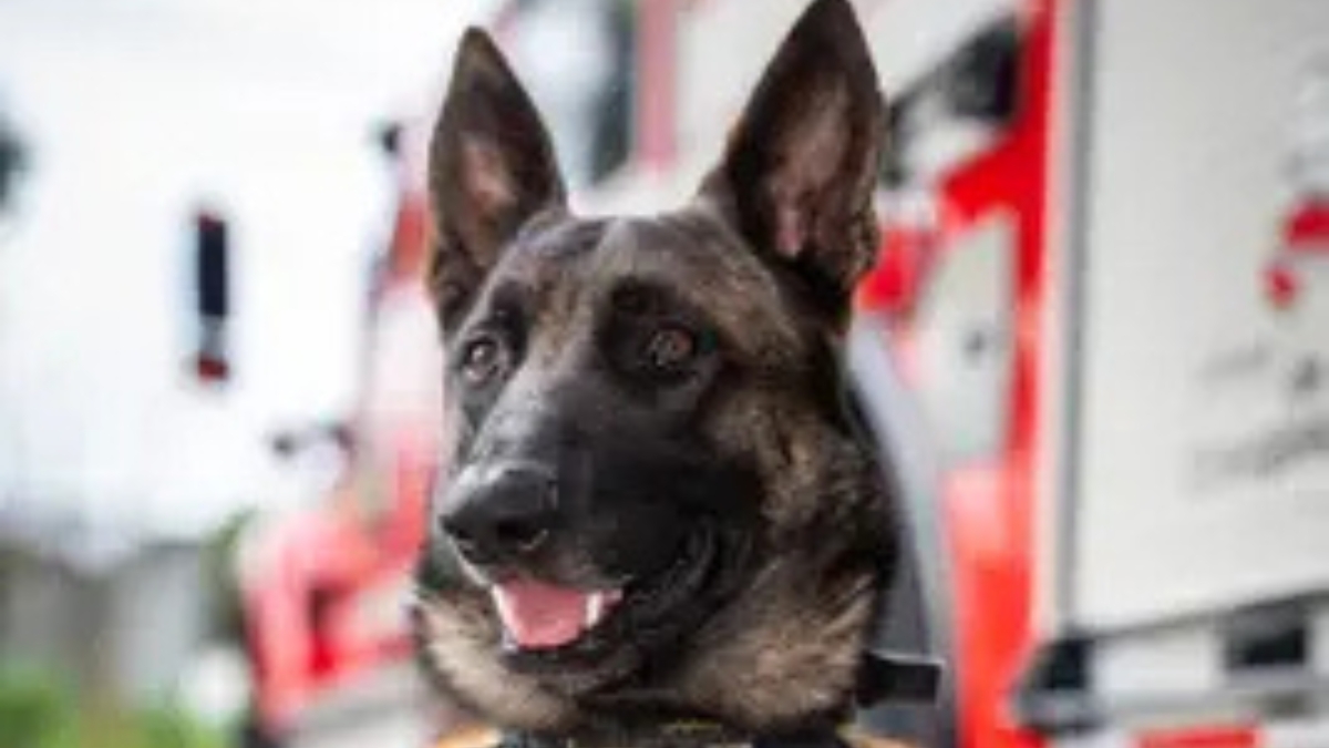 el cuerpo oficial de bomberos pereira conmemoro el dia nacional del bombero copia de web 2025 11 18t193526.820