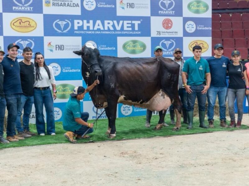 ganaderos nacionales e internacionales destacan la organizacion y la calidad genetica de la feria nacional cebu copia de web 2025 11 20t172552.303