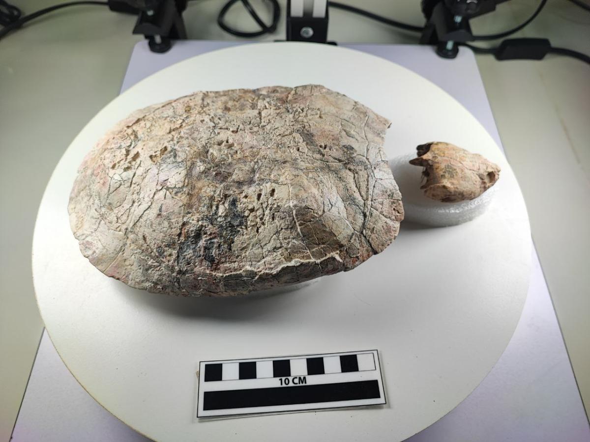 La Tatacoa sorprende al mundo con un fósil dedicado a Shakira