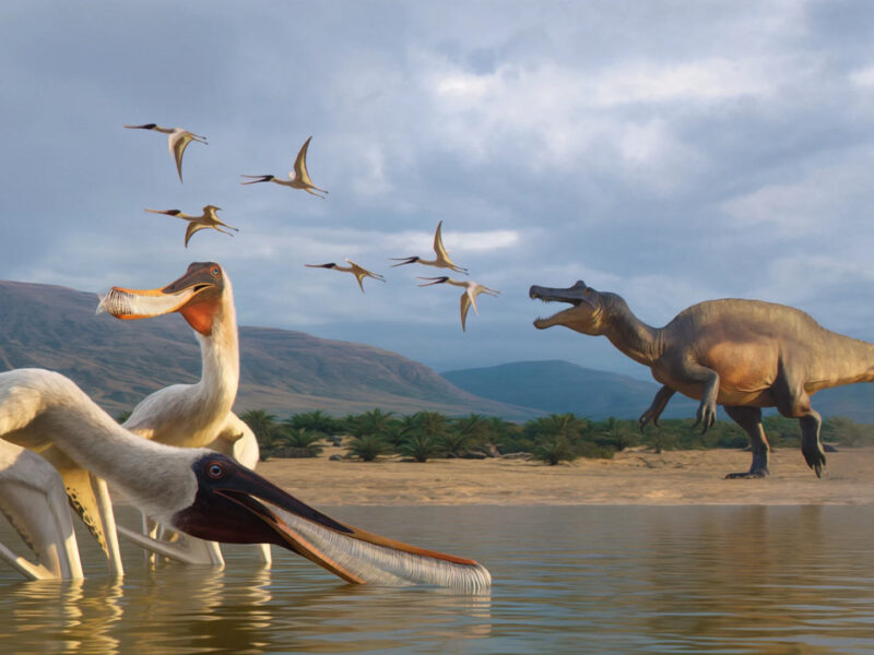 lo que un depredador no pudo digerir nace una nueva especie de pterosaurio image 14353e bakiribu waridza