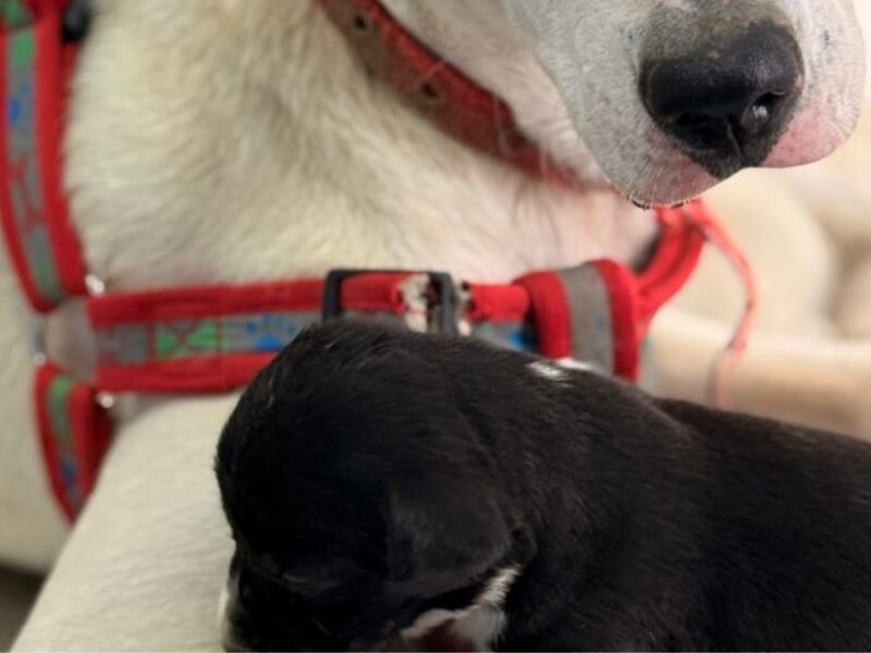 Manchas, la perrita valiente que subió la montaña cargando vida
